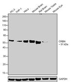CRBN Antibody in Western Blot (WB)