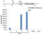 H4ac pan-acetyl (K5,K8,K12) Antibody in ChIP Assay (ChIP)