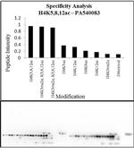 H4ac pan-acetyl (K5,K8,K12) Antibody in Peptide array (Array)