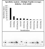 H4K5ac Antibody