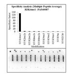 H3K4me1 Antibody in Peptide array (ARRAY)