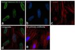 H3K4me1 Antibody in Immunocytochemistry (ICC/IF)