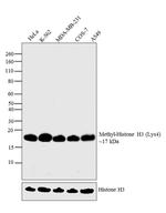 H3K4me1 Antibody in Western Blot (WB)