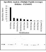 H4K8ac Antibody in Peptide array (Array)