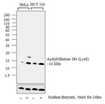 H4K8ac Antibody in Western Blot (WB)