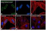 H3K4ac Antibody in Immunocytochemistry (ICC/IF)