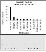 H2BK12ac Antibody in Peptide array (ARRAY)