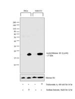 H3K56ac Antibody