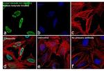 H3K56ac Antibody in Immunocytochemistry (ICC/IF)