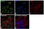 DGCR8 Antibody in Immunocytochemistry (ICC/IF)