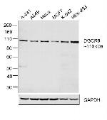 DGCR8 Antibody in Western Blot (WB)