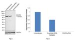 DGCR8 Antibody