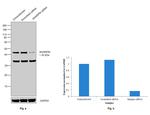 SHARPIN Antibody in Western Blot (WB)