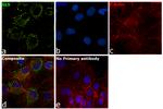 Glutaminase C (GAC) Antibody in Immunocytochemistry (ICC/IF)