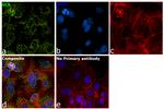 Glutaminase C (GAC) Antibody in Immunocytochemistry (ICC/IF)