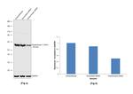 Glutaminase C (GAC) Antibody in Western Blot (WB)