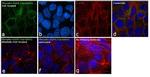 Phospho-EGFR (Tyr1069) Antibody in Immunocytochemistry (ICC/IF)