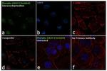 Phospho-DAXX (Ser668) Antibody in Immunocytochemistry (ICC/IF)