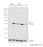 IRF9 Antibody in Western Blot (WB)