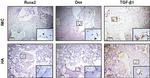 SP7 Antibody in Immunohistochemistry (IHC)