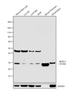 Nkx2.2 Antibody in Western Blot (WB)