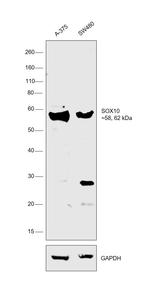 SOX10 Antibody