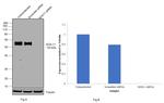 SOX11 Antibody in Western Blot (WB)