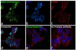 SOX11 Antibody