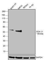 SOX11 Antibody