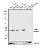 LHX3 Antibody