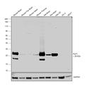 PLP1 Antibody