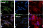 PLP1 Antibody in Immunocytochemistry (ICC/IF)