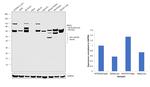 BRD3 Antibody in Western Blot (WB)