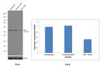 NRF1 Antibody