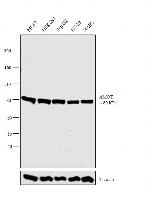 AMOT Antibody in Western Blot (WB)