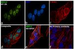 ASCL2 Antibody in Immunocytochemistry (ICC/IF)