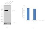 Aconitase 1 Antibody in Western Blot (WB)