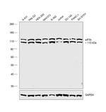 eIF3b Antibody in Western Blot (WB)