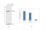 eIF3b Antibody in Western Blot (WB)