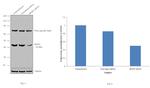 SRSF6 Antibody in Western Blot (WB)