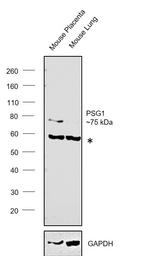 PSG1 Antibody in Western Blot (WB)