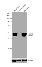 GNAS Antibody in Western Blot (WB)