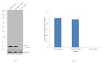 UCRC Antibody in Western Blot (WB)