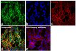 ATP6AP1 Antibody in Immunocytochemistry (ICC/IF)