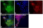 PTPN2 Antibody in Immunocytochemistry (ICC/IF)