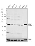 SGPP2 Antibody in Western Blot (WB)