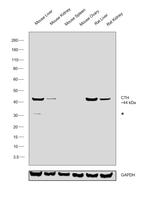 CTH Antibody in Western Blot (WB)