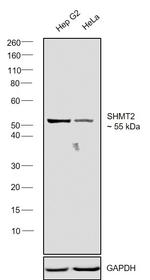 SHMT2 Antibody in Western Blot (WB)