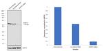 SHMT2 Antibody