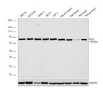 DLL1 Antibody in Western Blot (WB)